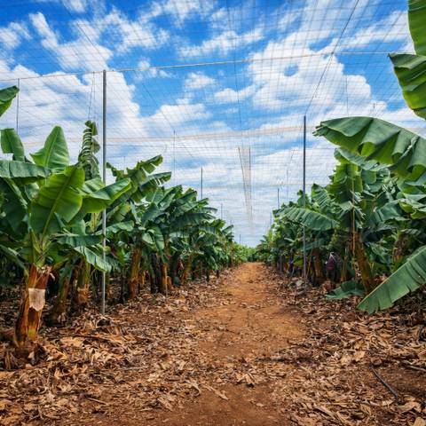 Terreno en Venta en Calle Galera en Guaza