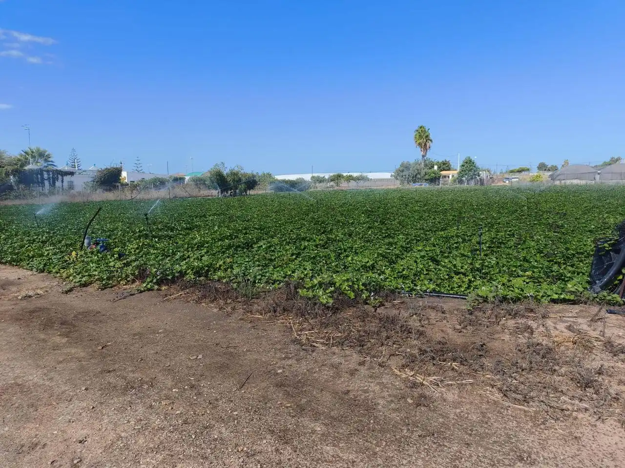 Lands and plots for sale in Camino de la Jara, imagen 6