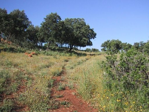 Land for sale in Ronda