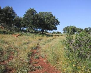 Land for sale in Ronda