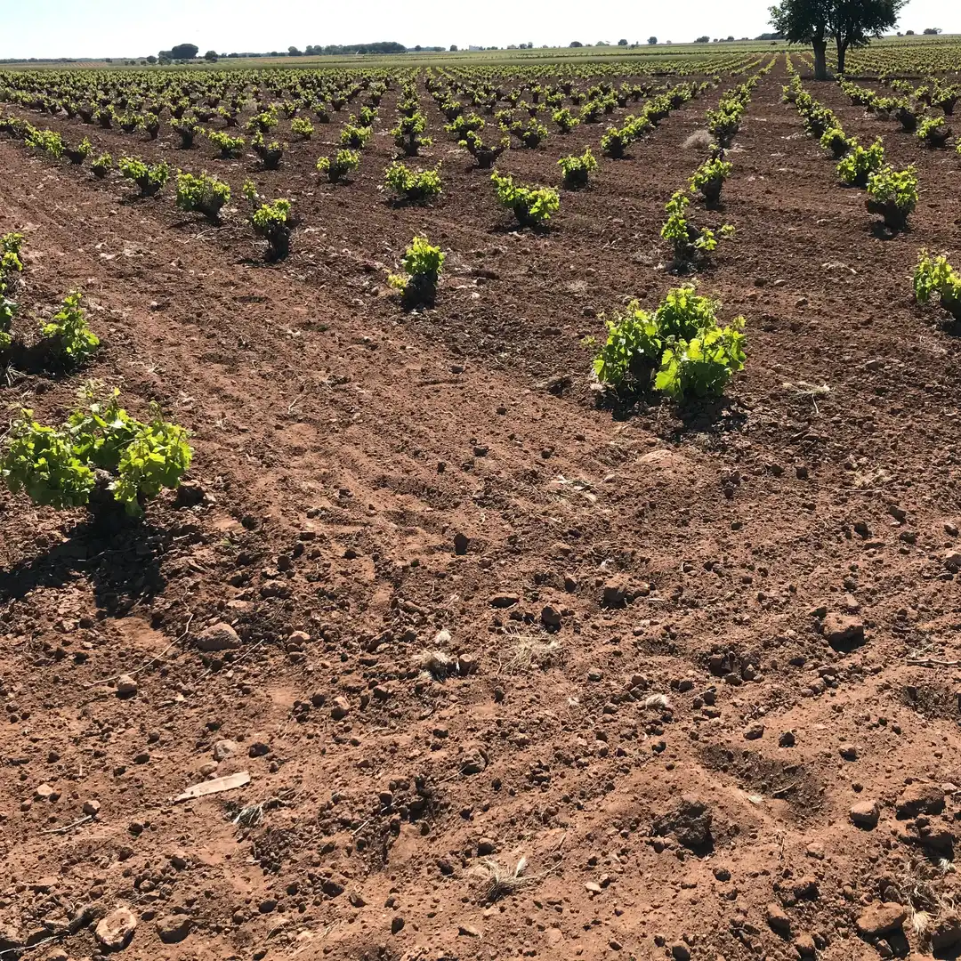 Terrenys i solars en venda a Mota del Cuervo, imagen 17