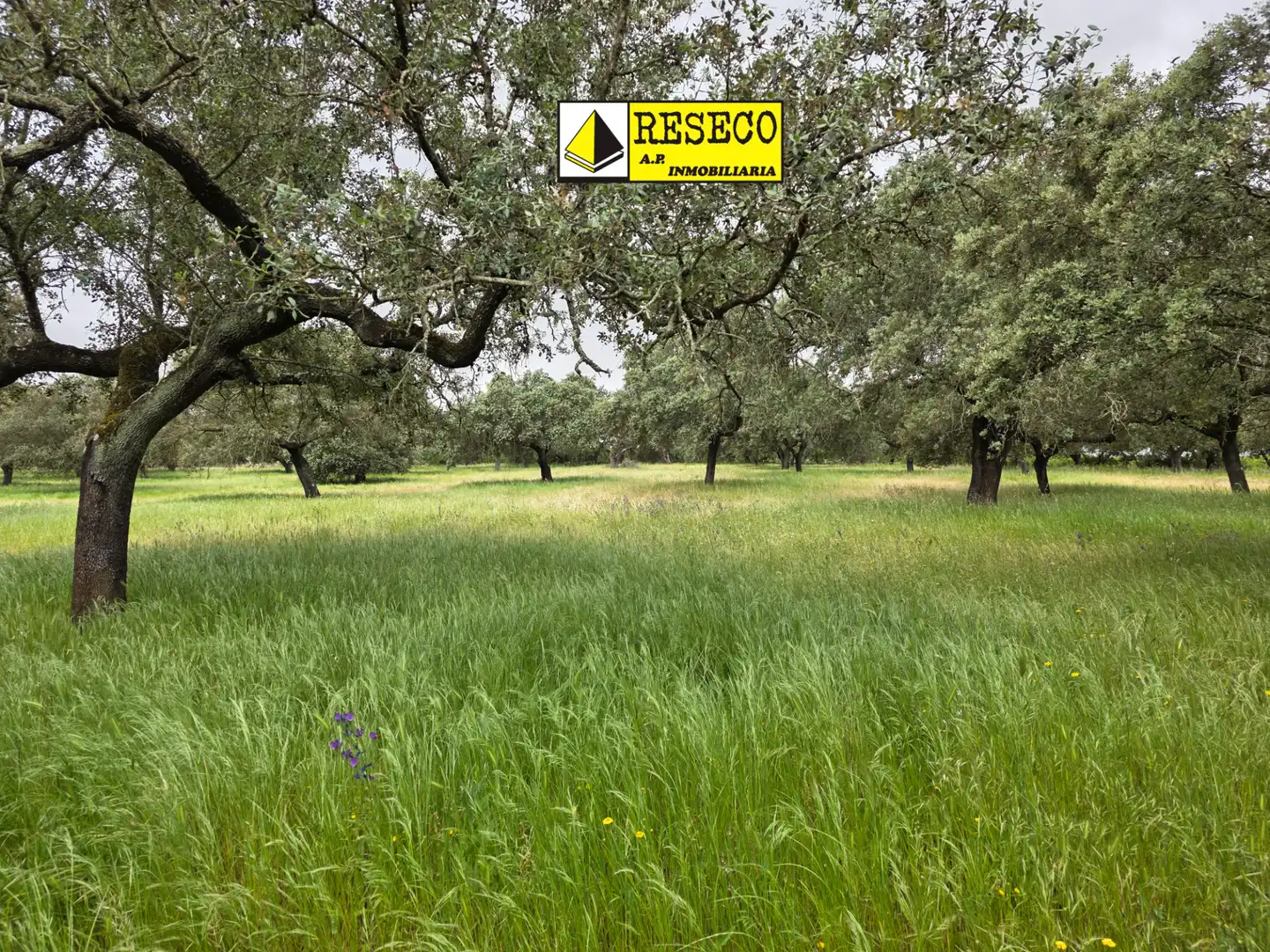 Terreni e lotti in vendita a Olivenza