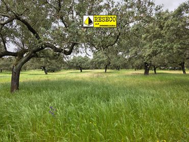Rural land for sale in Olivenza