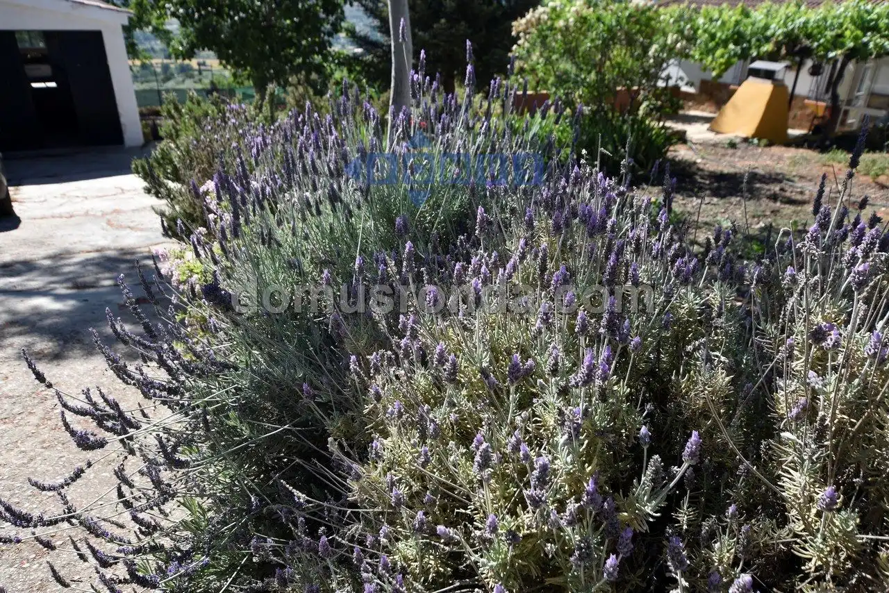 Jardín de Finca rústica de alquiler en Ronda con Aire acondicionado, Calefacción y Trastero