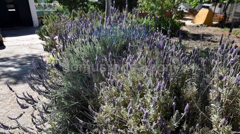 Photo 2 of Country homes for rent in Partidas Norte, Ronda