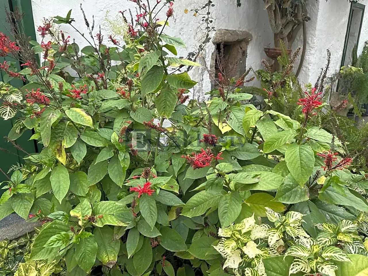 Jardín de Finca rústica en venta en Arico