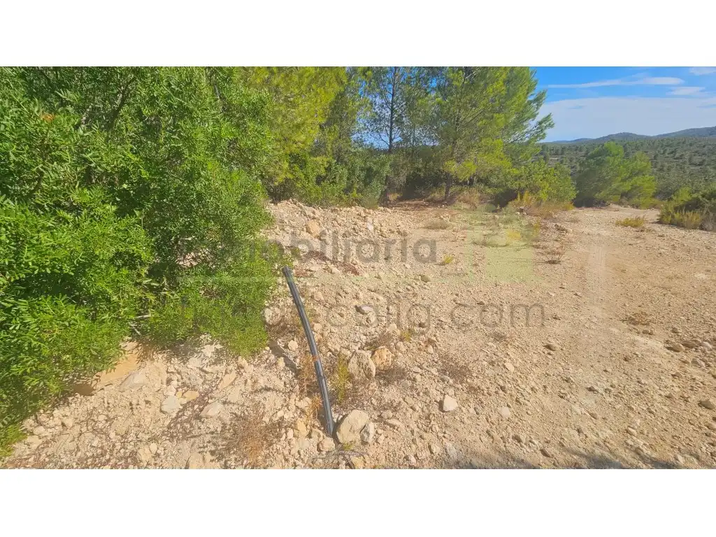 Rural land for sale in Poligono 37 Paraje 351 T Cerver, imagen 6