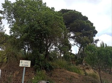 Wohnbaugrundstück zum Verkauf in Carrer Júpiter 9