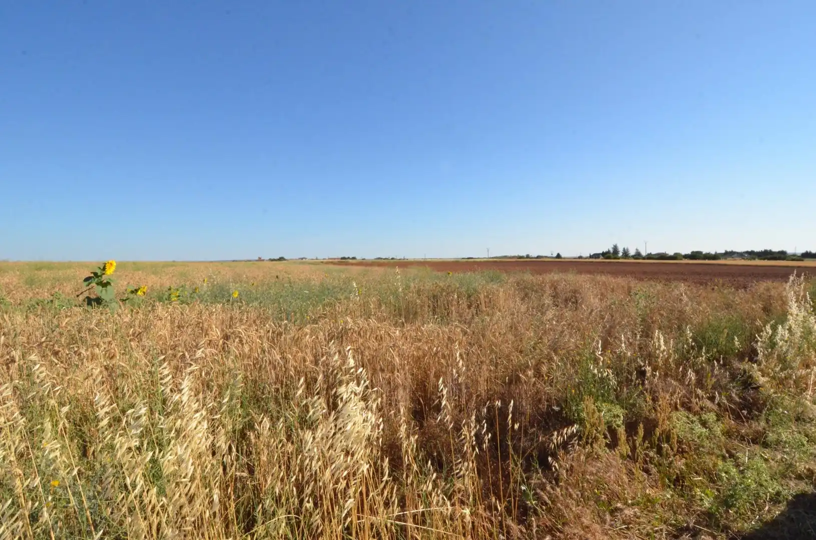 Rural land for sale in Calzada de Valdunciel, imagen 3