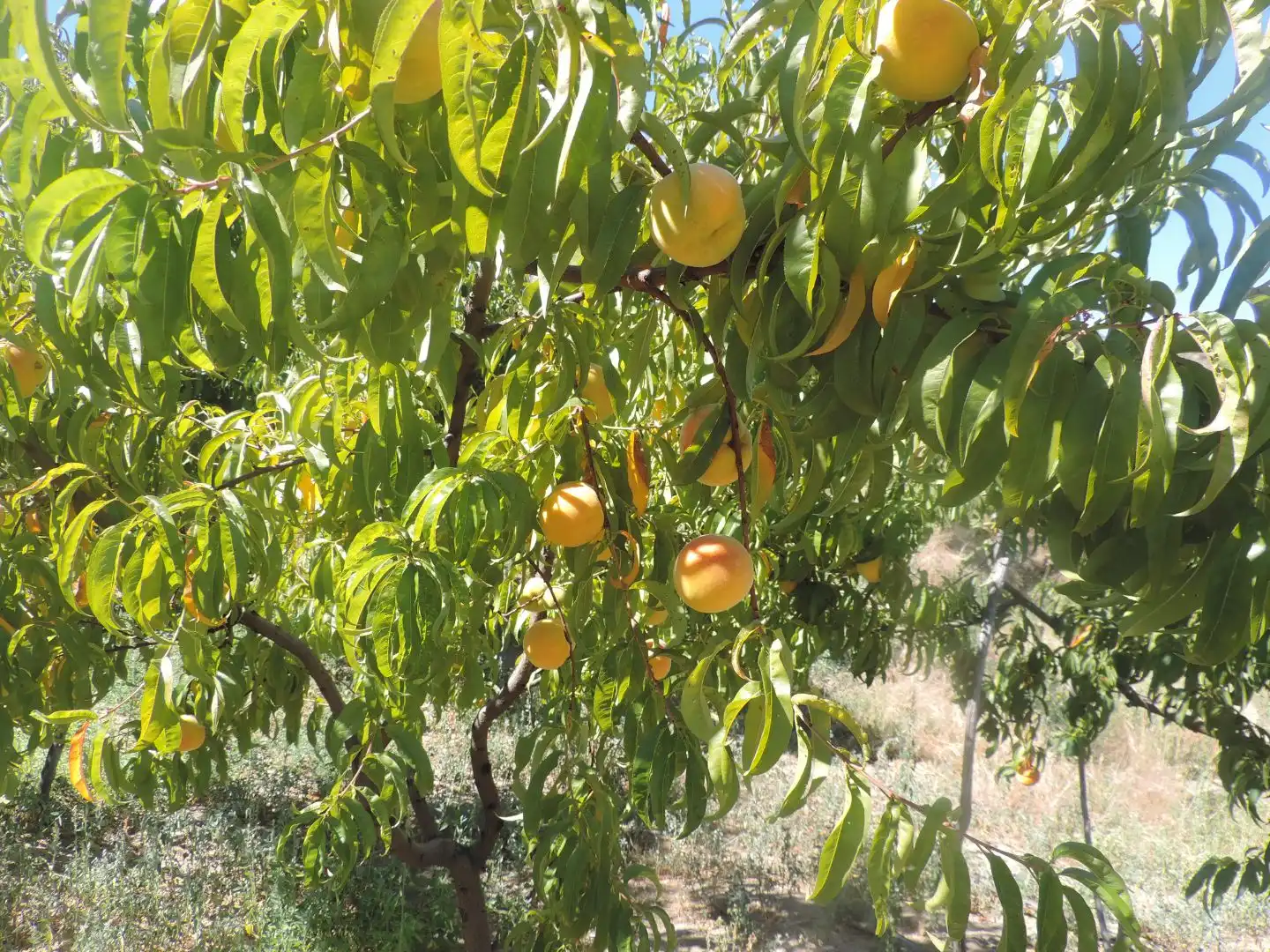 Garden of Land for sale in Burgohondo