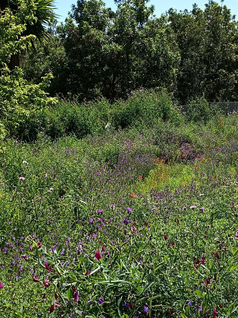 Jardín de Finca rústica en venta en Garachico