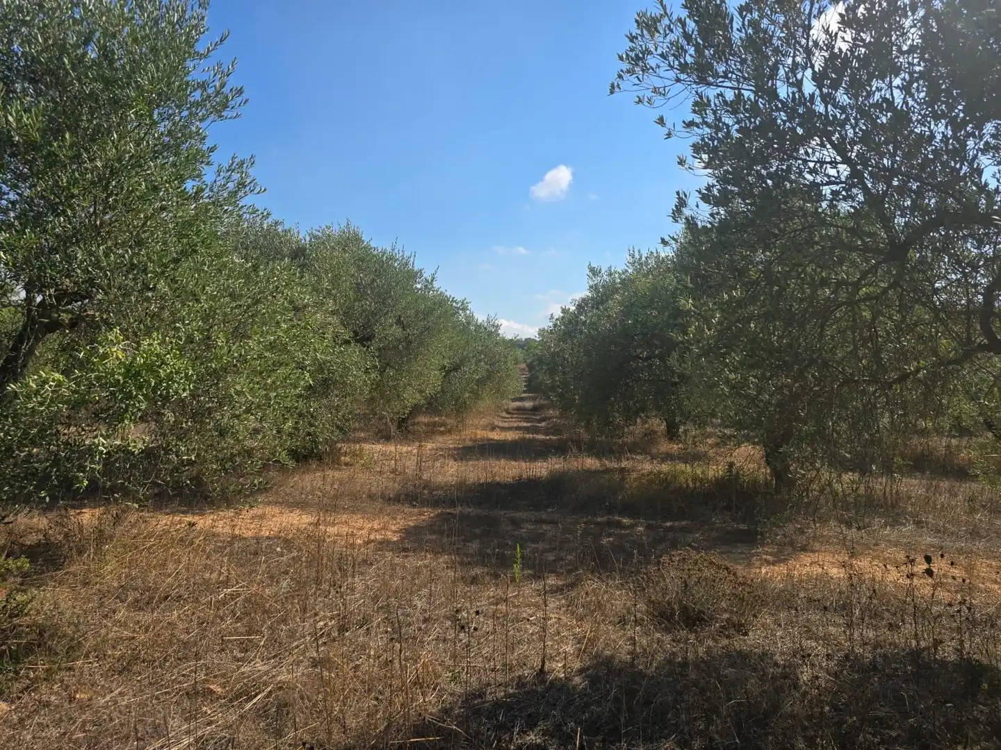 Terreno rústico en venta en Montferri, imagen 9