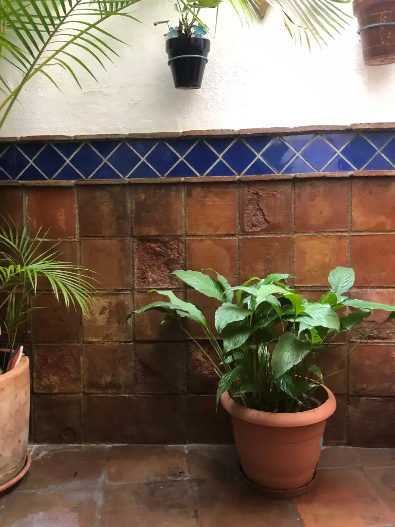 Jardí de Finca rústica en venda en Estepona amb Aire condicionat, Calefacció i Terrassa
