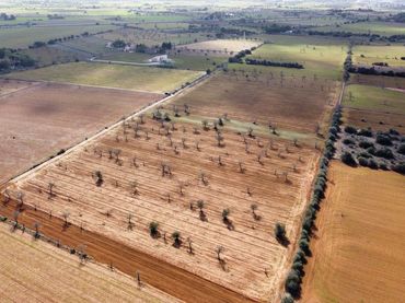Terreni e lotti in vendita a SA SERRA