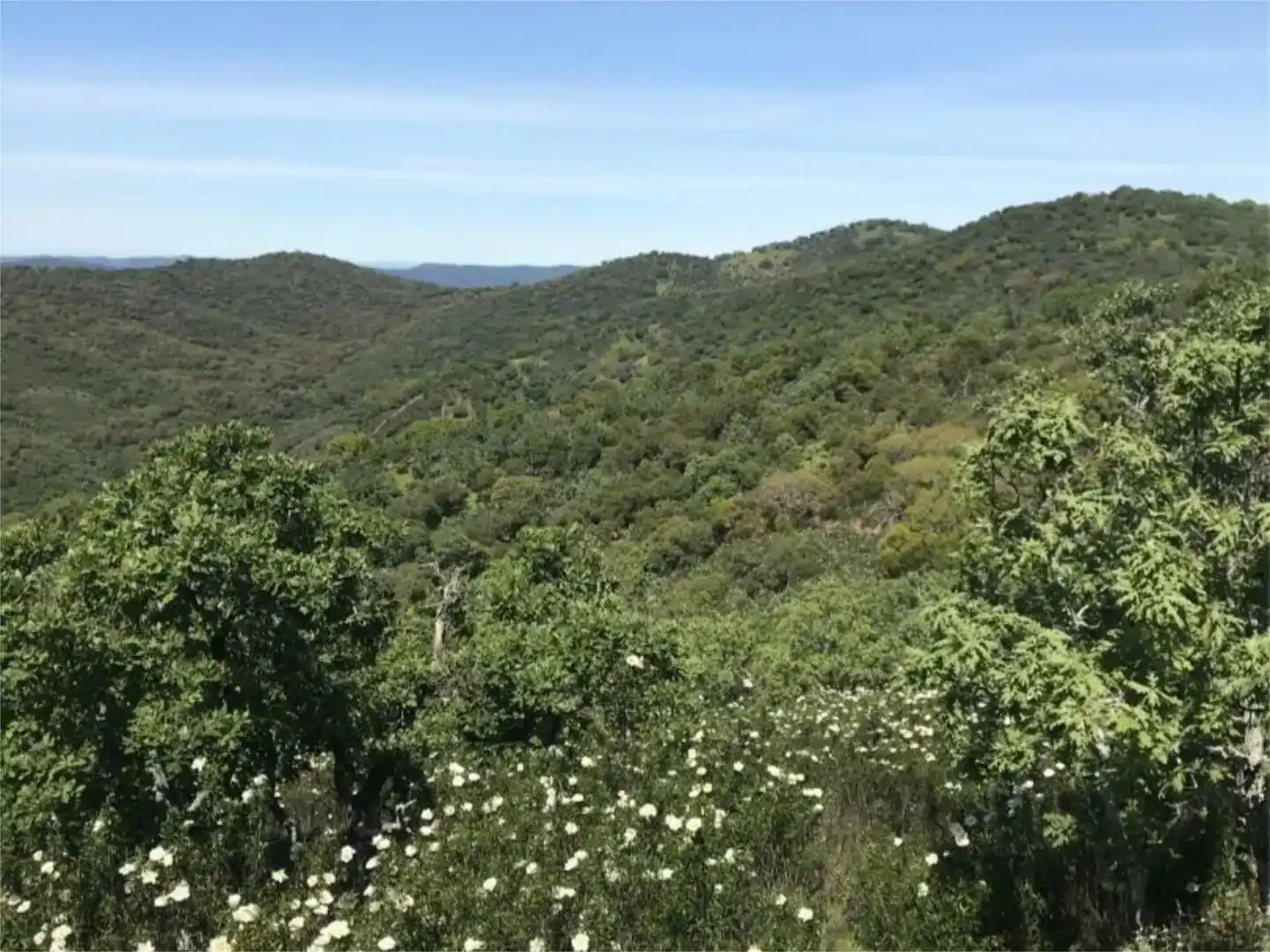 Jardín de Terreno en venta en Calera de León