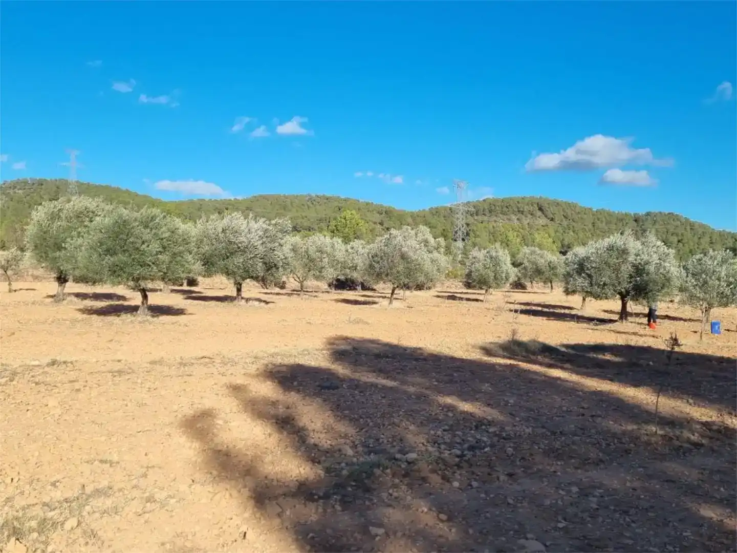 Terreno en venta en Cofrentes