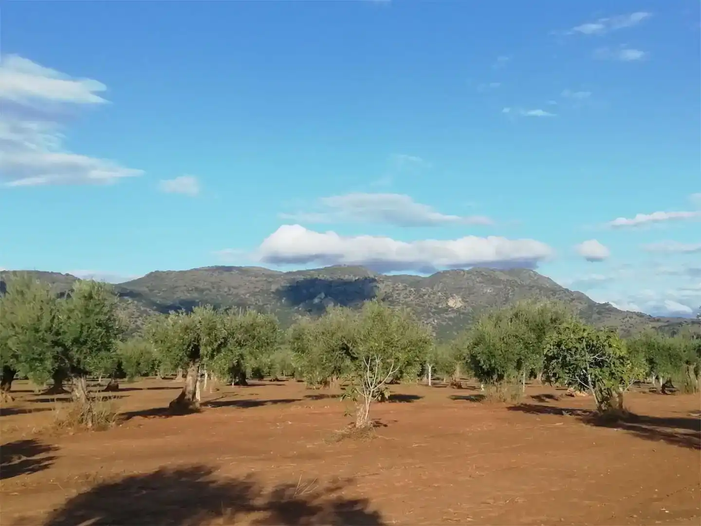 Jardín de Terreno en venta en Arroyomolinos (Cáceres)