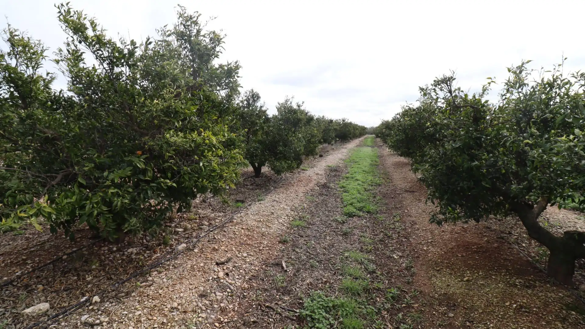 Grundstücke zum Verkauf in San Rafael del Río