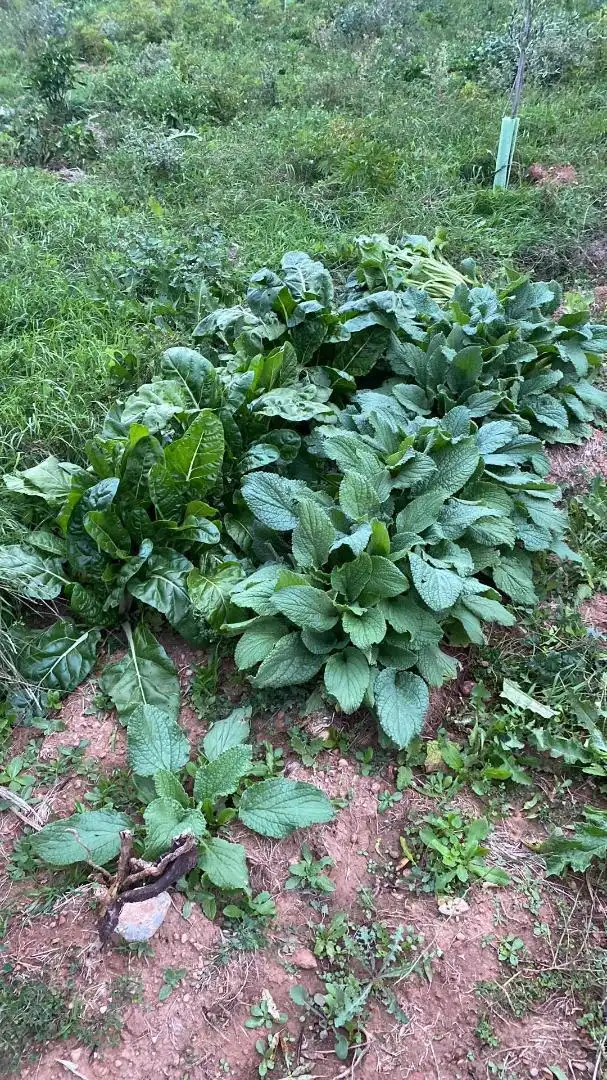 Garten von Grundstücke zur Miete in Clarés de Ribota