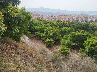 Terreno rústico en venta en Motril  ciudad