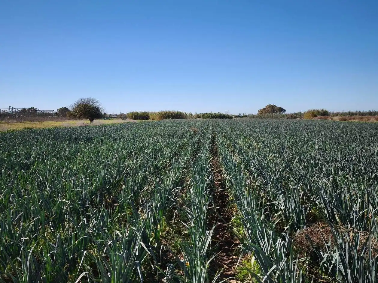 Terreno rustico in vendita a Las Tres Piedras - Costa Ballena, imagen 9