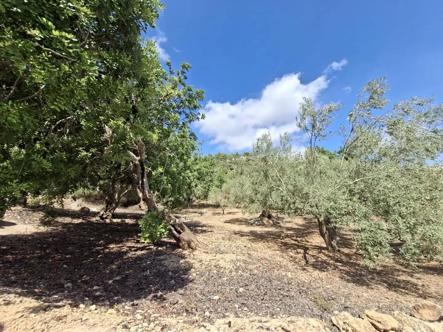 Terreno rustico in vendita a Partida del Mas d'en Civill, imagen 23