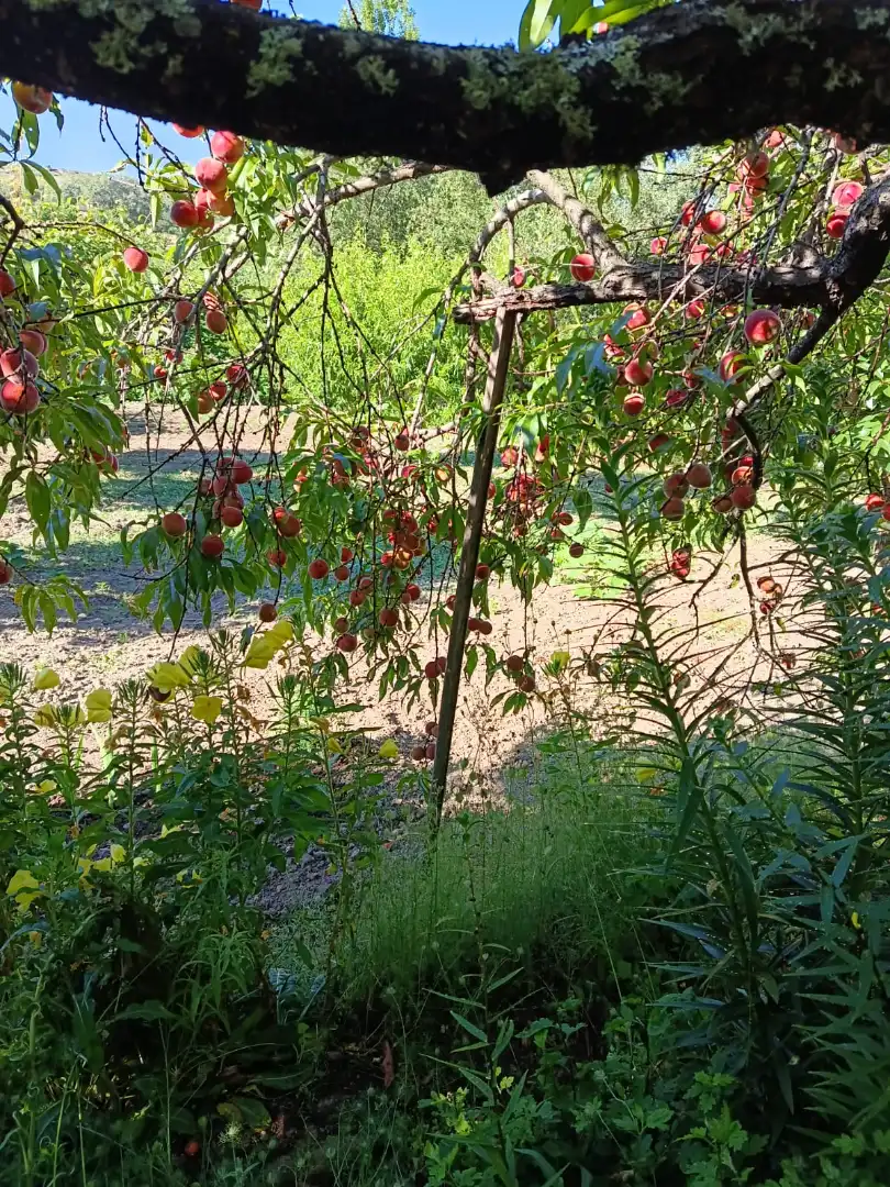 Garden of Land for sale in Jarandilla de la Vera