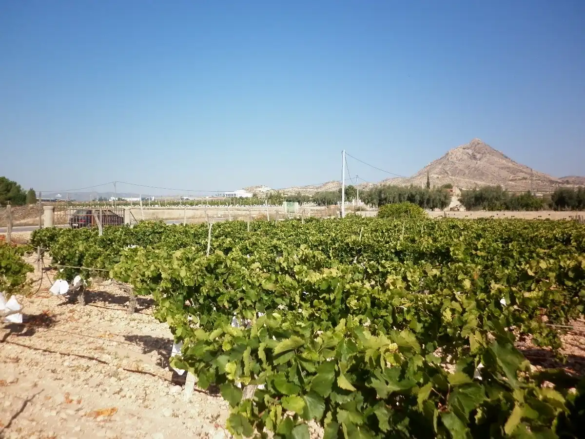 Rural land for sale in Novelda, imagen 6