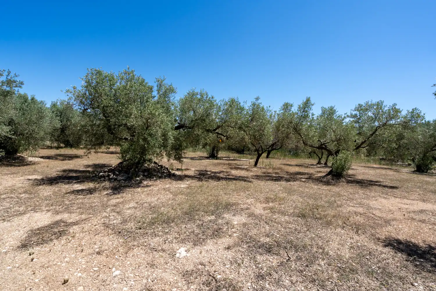 Terreno rustico in vendita a Roquetes, imagen 7