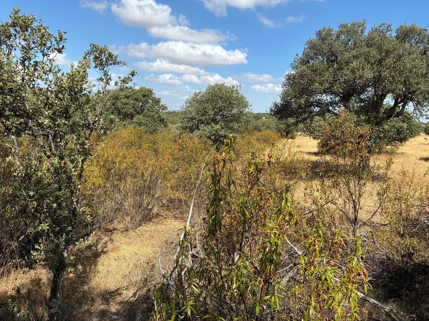Rural land for sale in Mohedas de la Jara, imagen 6