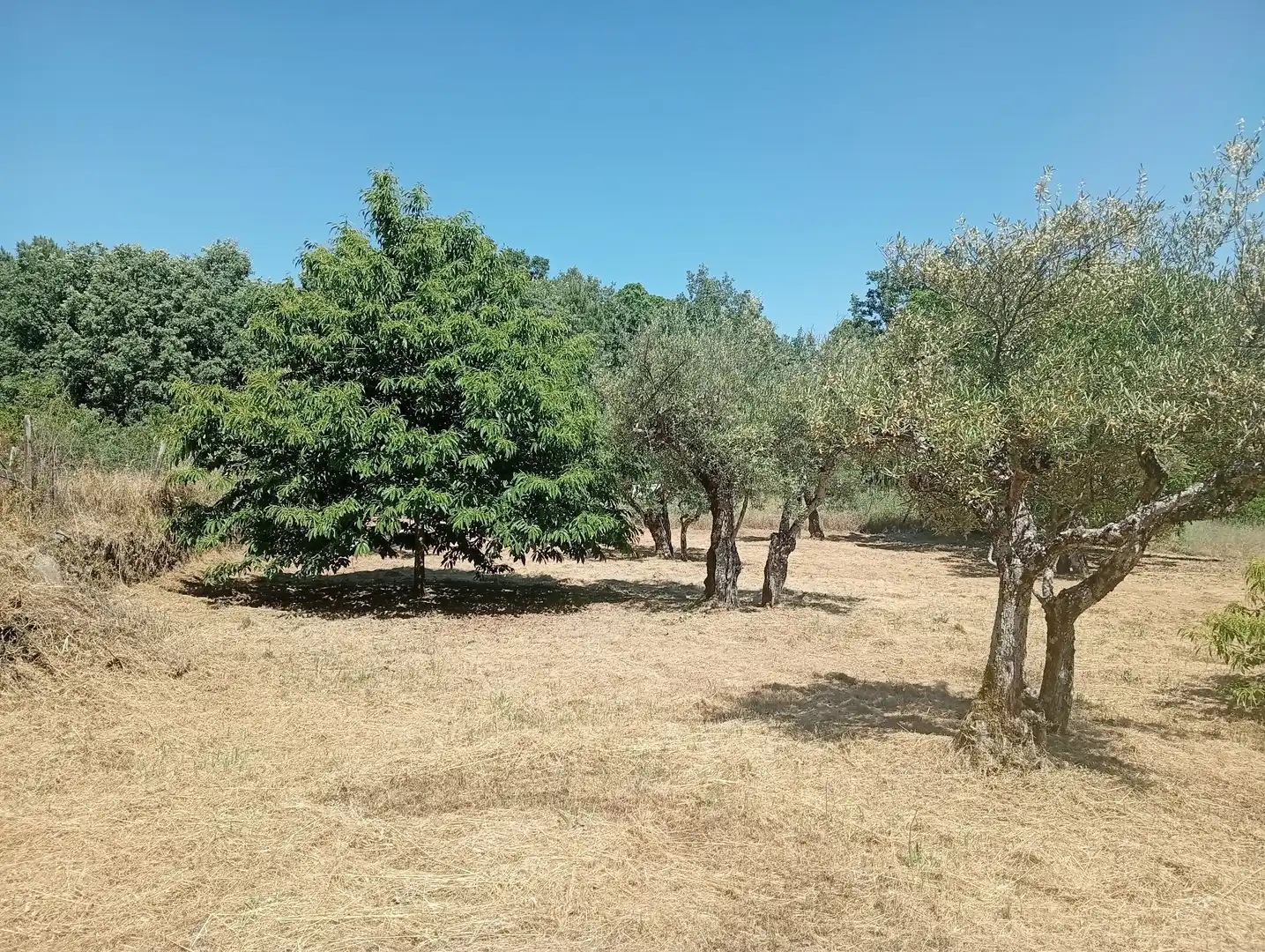 Terreni e lotti in vendita a Villanueva de la Vera, imagen 42