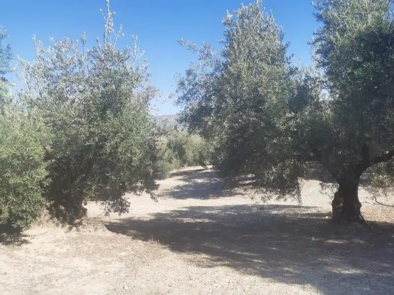 Terreny rústic en venda a Priego de Córdoba, imagen 4