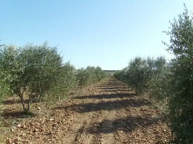Land for sale in Vila-rodona