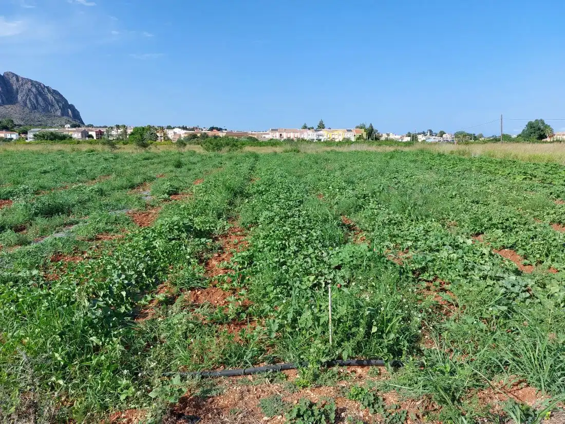 Terreny residencial en venda a Beniarbeig, imagen 10
