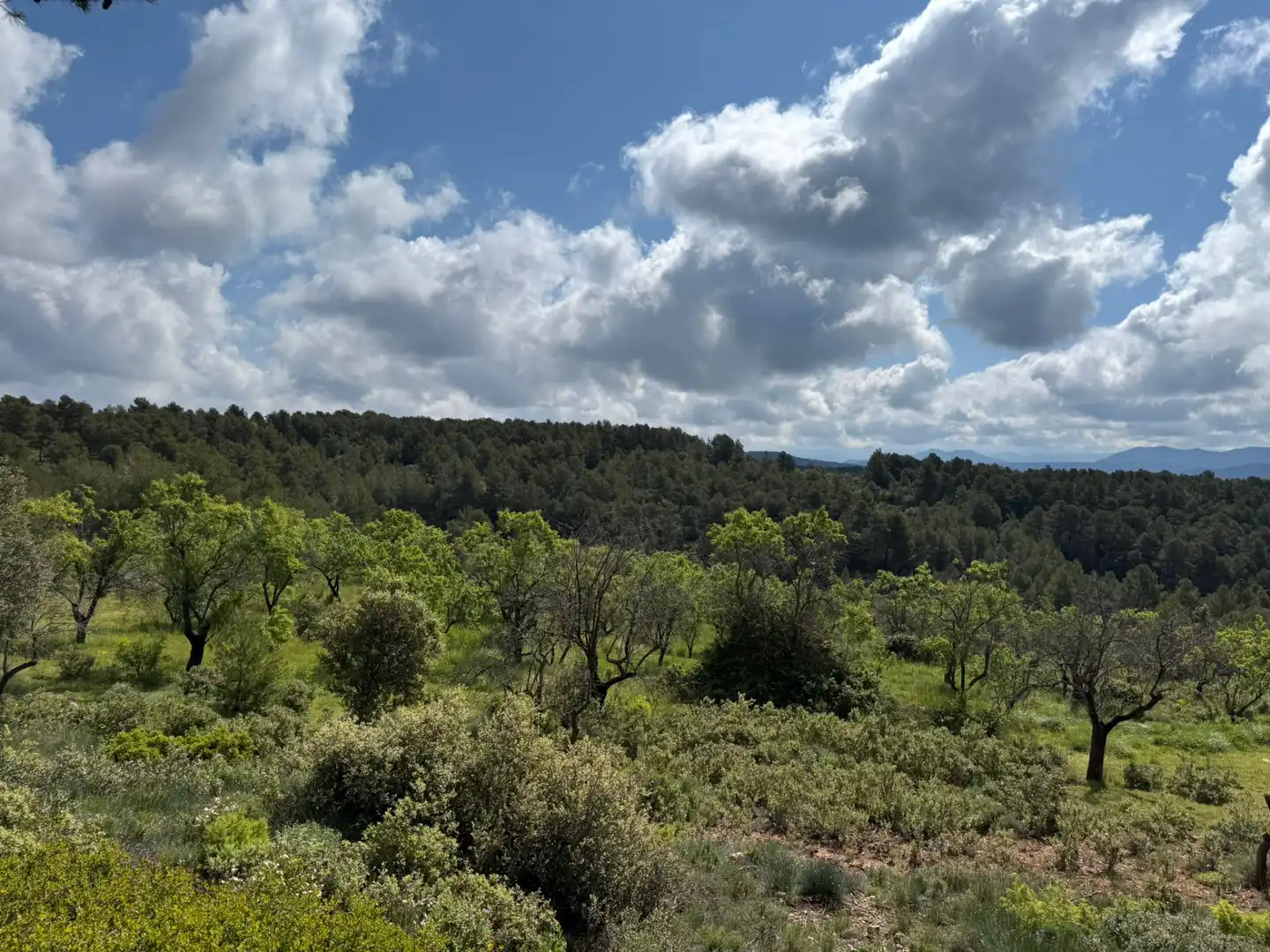 Terreni e lotti in vendita a Ráfales, imagen 4