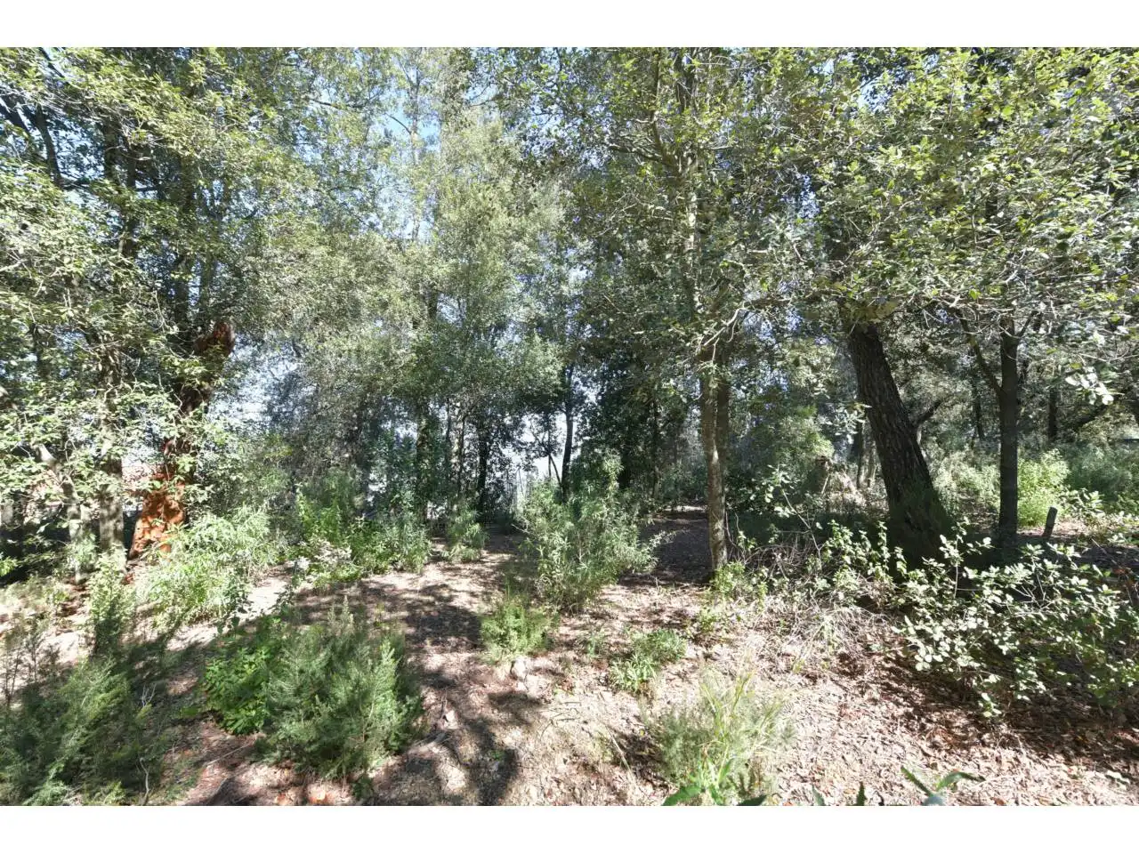 Wohnbaugrundstück zum Verkauf in El Racó - Sant Feliu del Racó, imagen 19