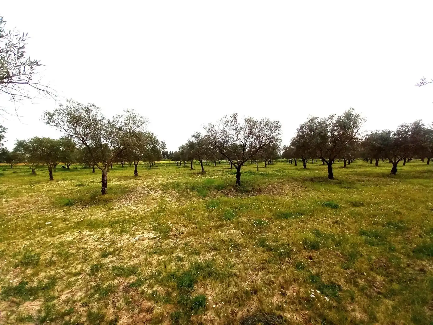 Country homes for sale in Jerez de la Frontera  with Terrace