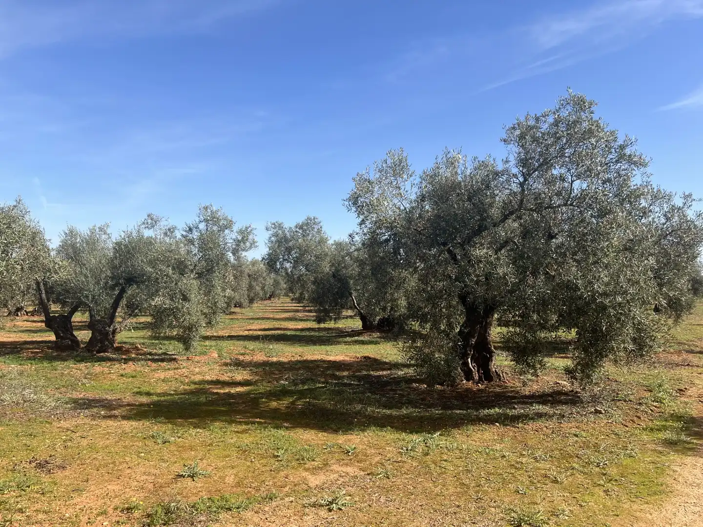Land for sale in La Roda de Andalucía