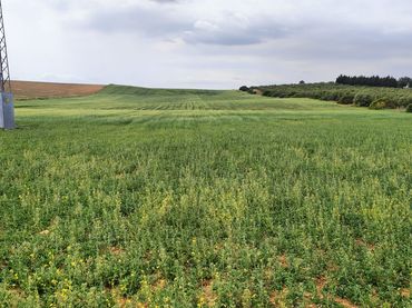 Terreno rustico in vendita a Lugar Diseminado