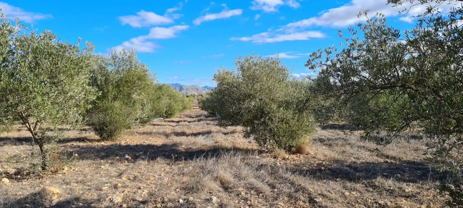 Terreny rústic en venda a Pedanías Centro, imagen 2