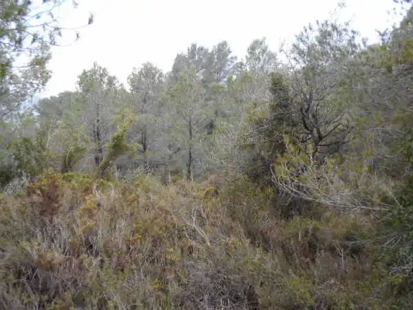Rural land for sale in Ptda San Miguel, Timba y Palillo, imagen 9