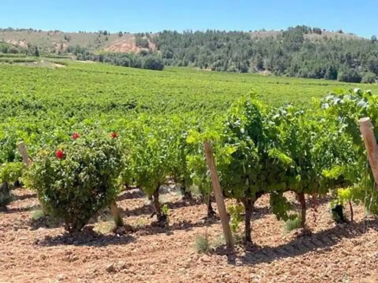 Exterior view of Houses for sale in Aranda de Duero