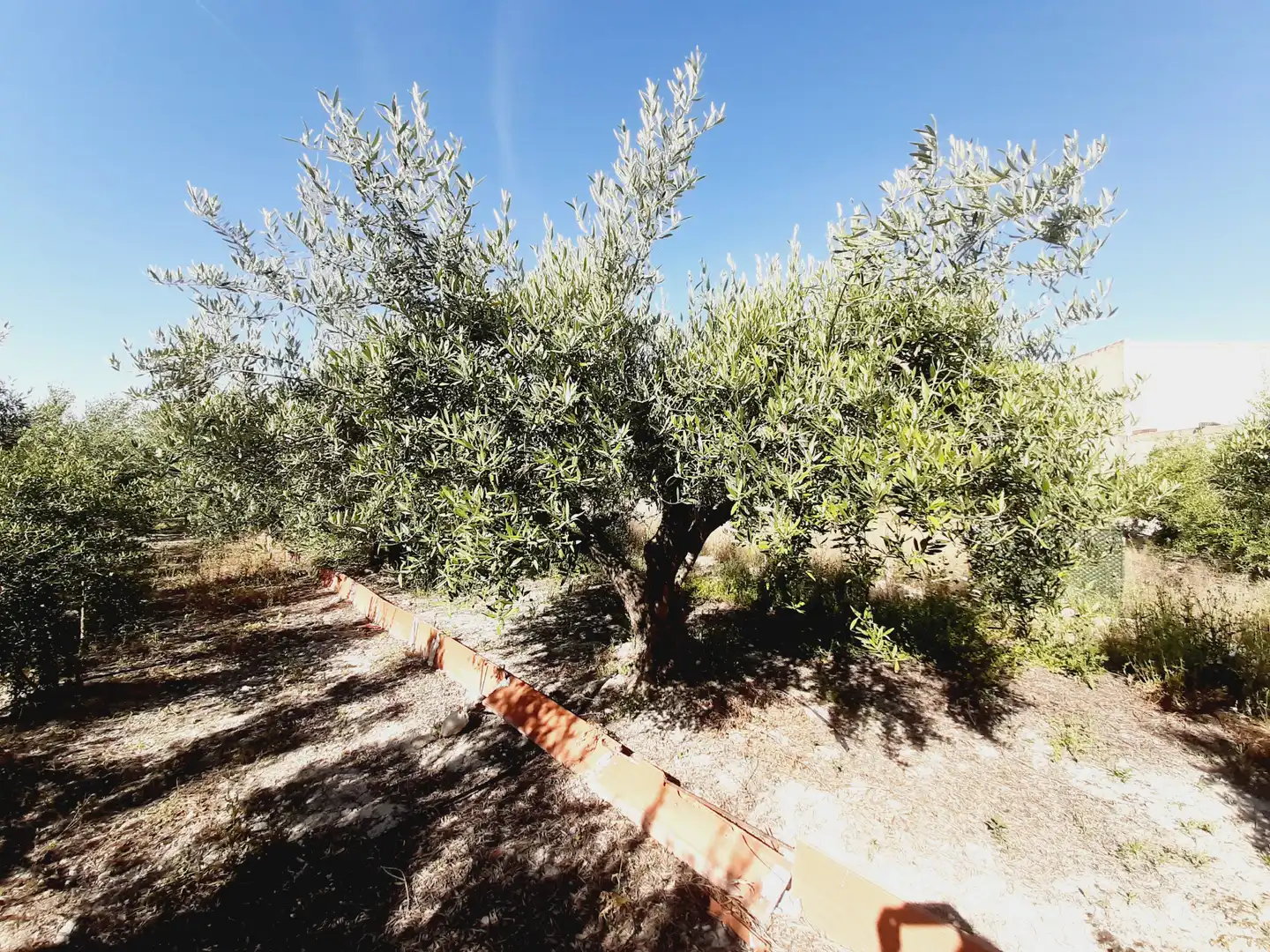 Lands and plots for sale in Mula, imagen 14