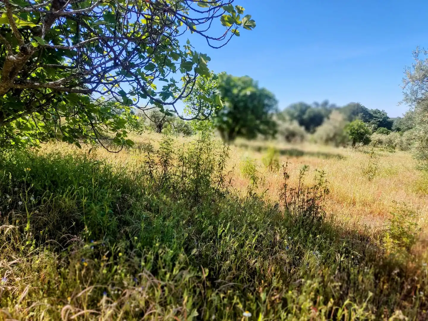 Land for sale in Jarandilla de la Vera