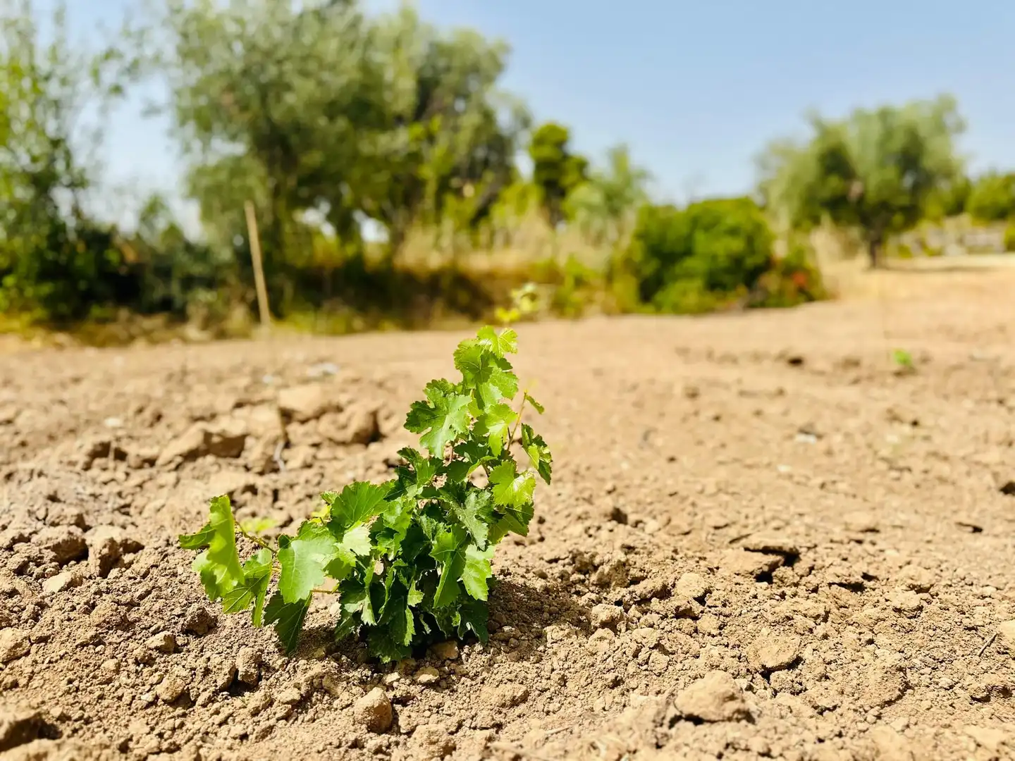Terreni e lotti in vendita a Cretas, imagen 10