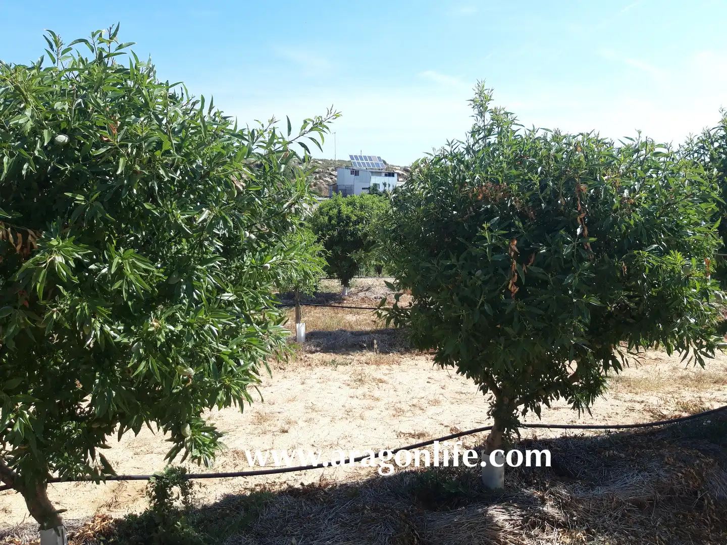 Finca rústica en venta en Caspe con Amueblado