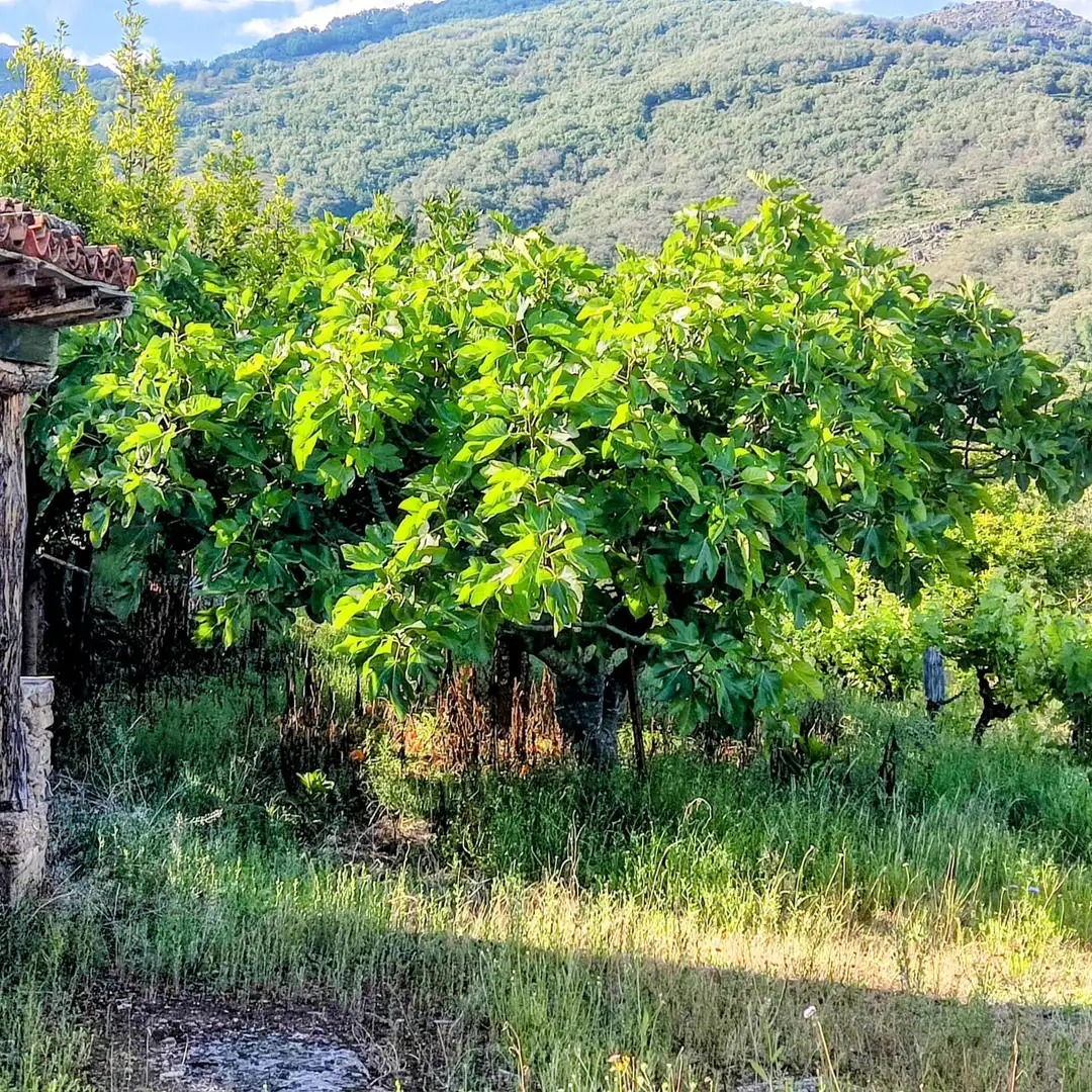 Terreni e lotti in vendita a Losar de la Vera, imagen 11