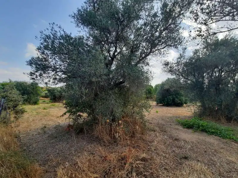 Terreni e lotti in vendita a Escalona, imagen 19