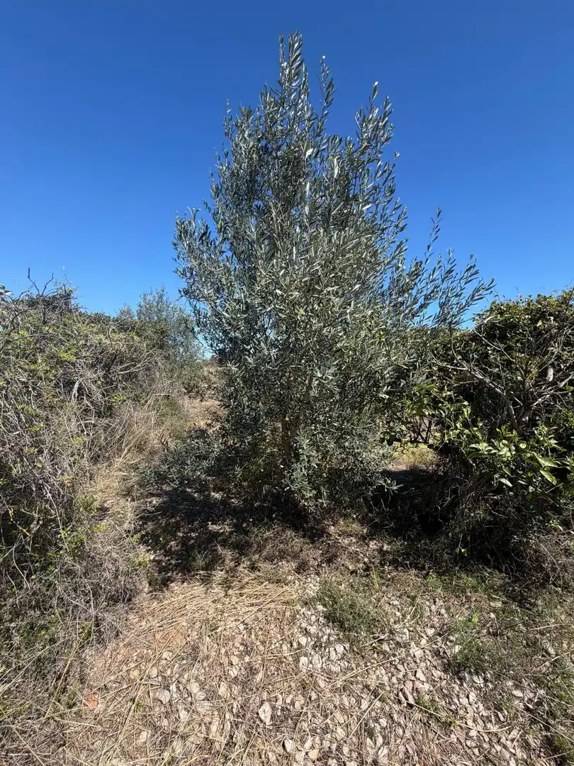 Rural land for sale in Pego, imagen 10