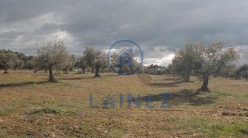 Olivar en venta situado en el municipio de los Blázquez provincia de Córdoba , con una superficie de  2 hectáreas (20.000 m2) , mu, immagine 5